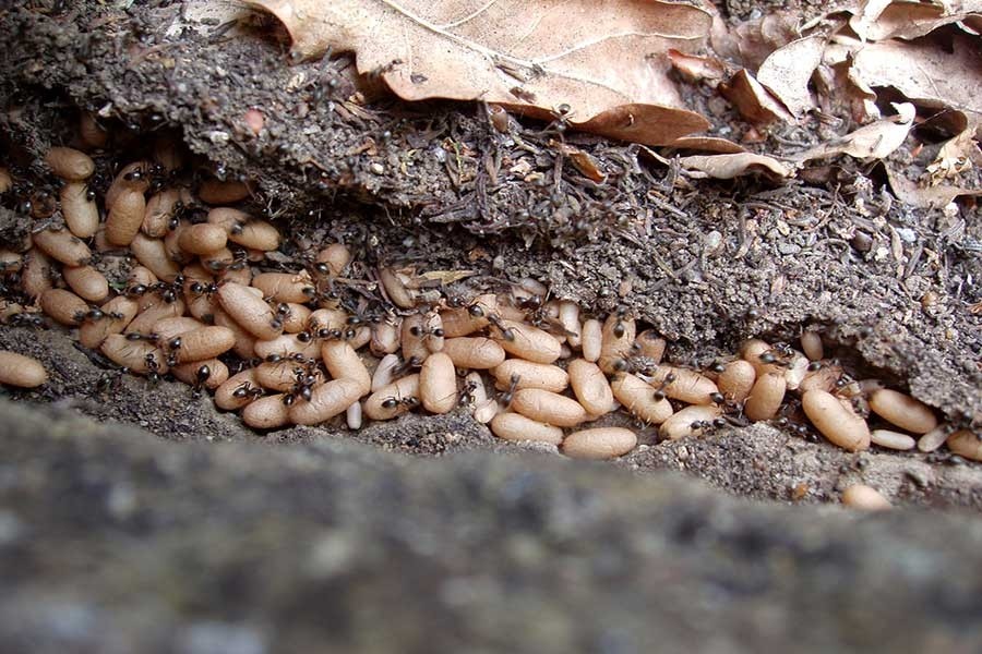 Chumiles Insectos