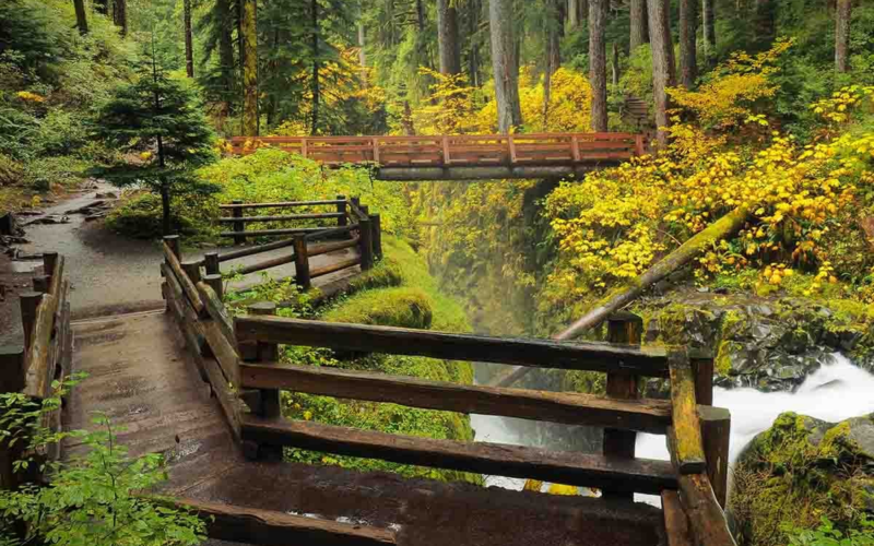 Hoh Rain Forest