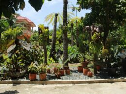 jardín