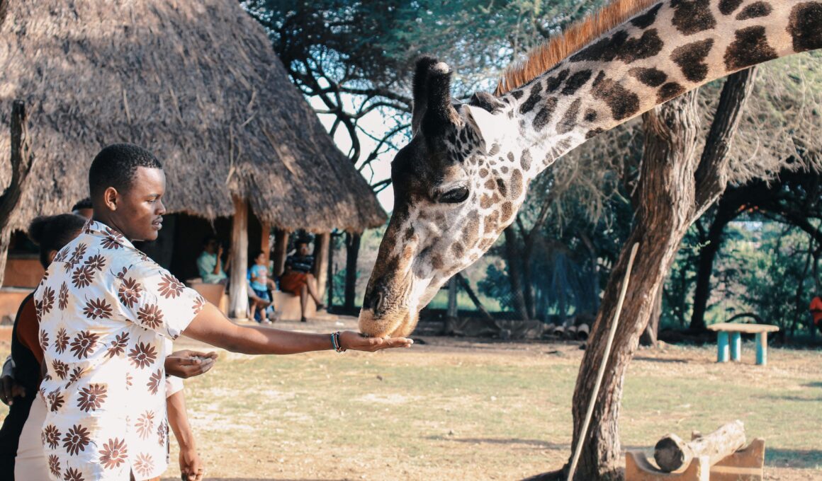 Safari