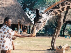 Safari
