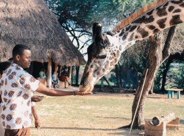 Safari