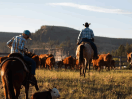 King Ranch