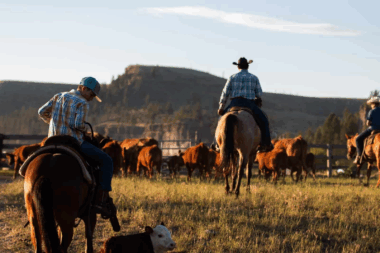 King Ranch