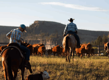 King Ranch