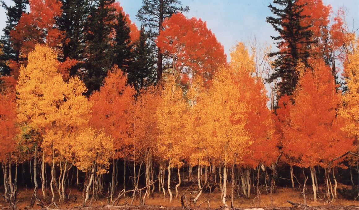Arizona
